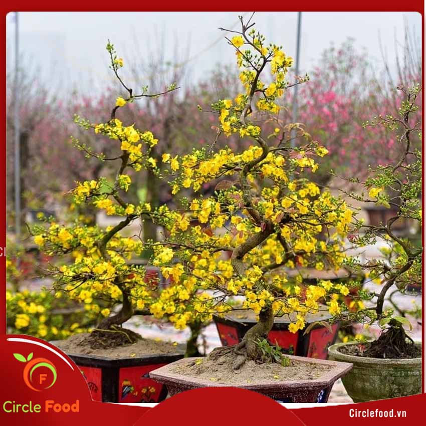 How to decorate yellow apricot blossom at Tet